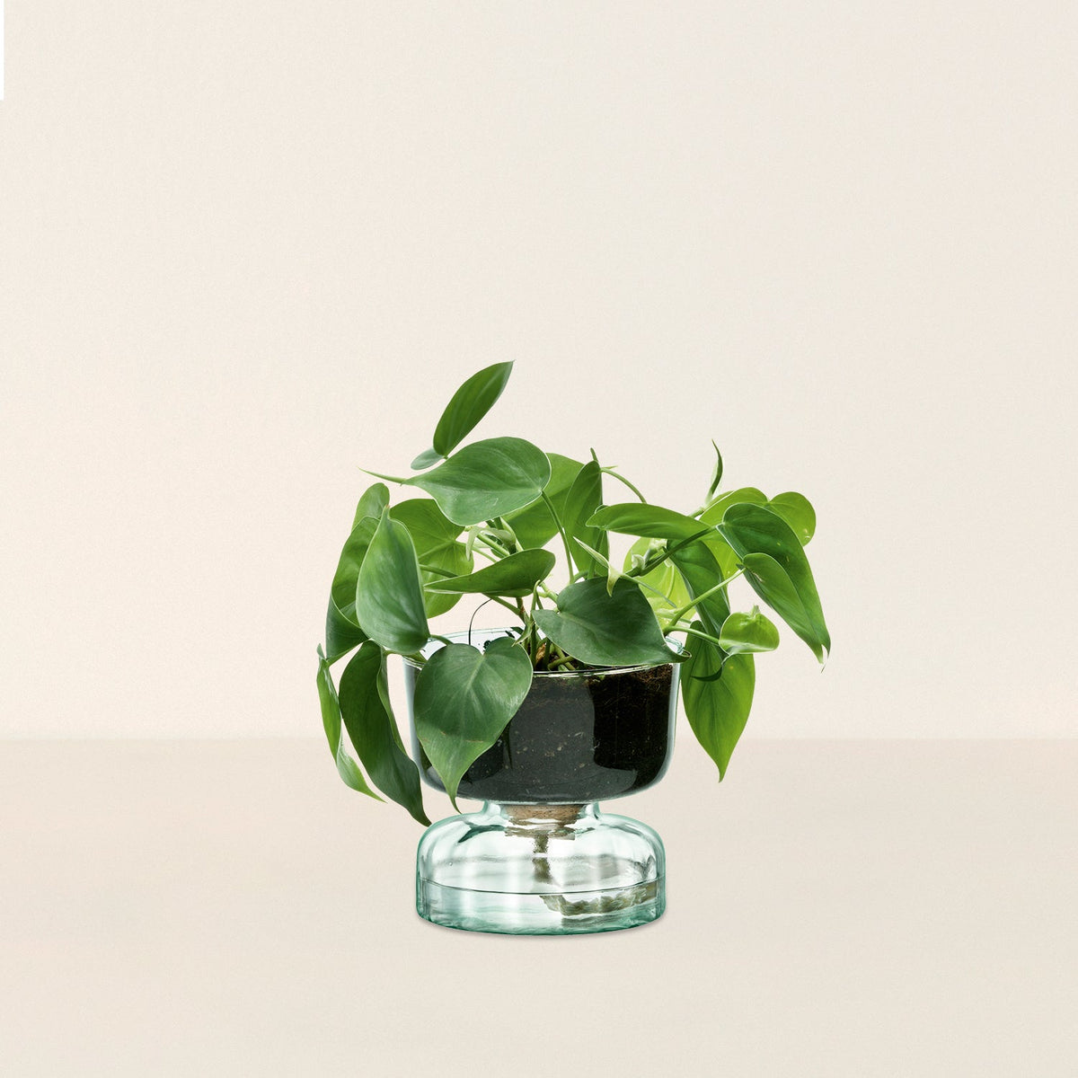 Canopy Self Watering Planter (Small) – Goodee