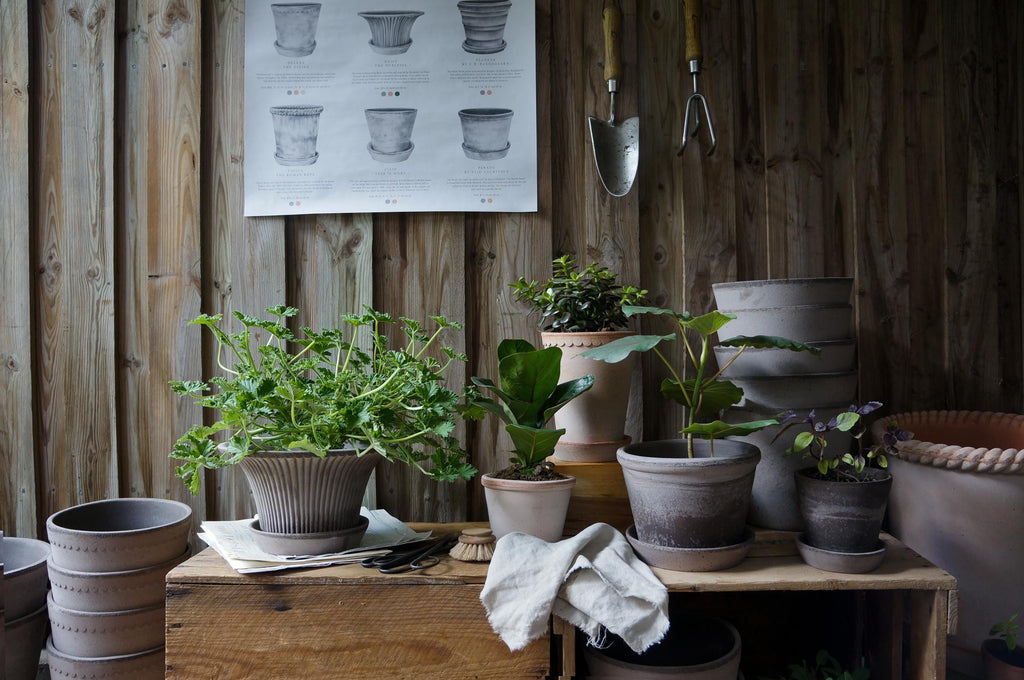 Comment cultiver des plantes florissantes dans des pots en terre cuite